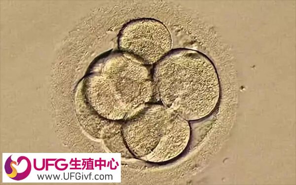 移植4bb优质囊胚48小时内能否着床