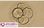 移植4bb优质囊胚48小时内能否着床
